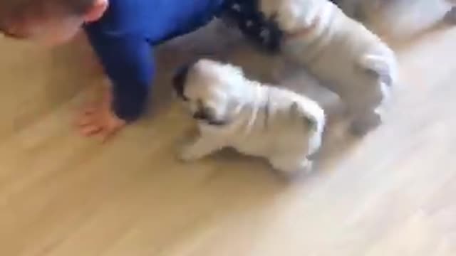 Baby Play with dog