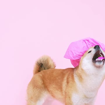 Cute Dog With a Shower Cap and Biting a Toothbrush 1#