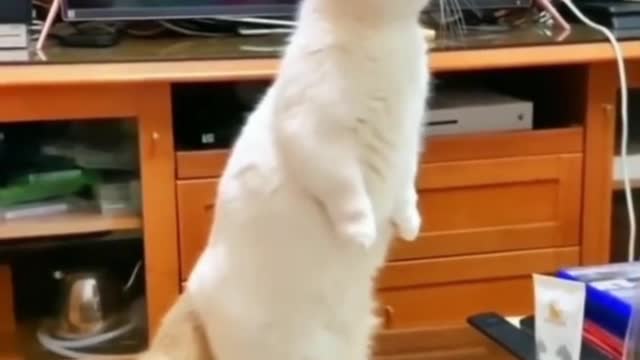 Funny Cat Videos (2)