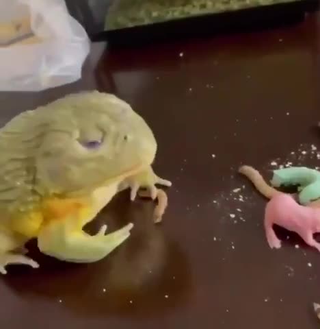 Frog eating newborn rat cub.