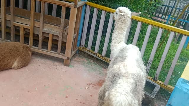 These two alpacas are so funny