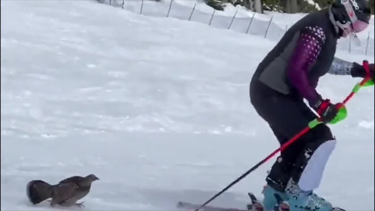 Angry Grouse chases skier