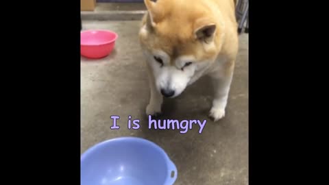 Hungry dog wants to eat 😂