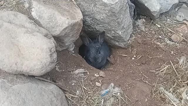 cute little black rabbit