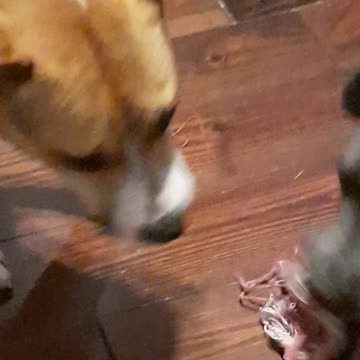 Tucker Carlson and Claire Bear Tug-of-War Without Me