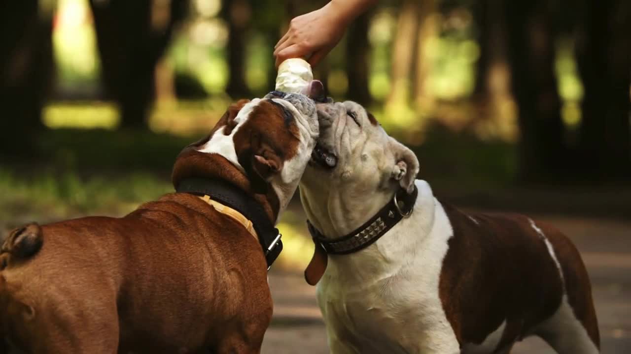 Two cute and funny english bulldogs eating cold ice cream in hot summer day