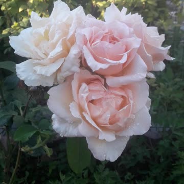 Third generation of roses
