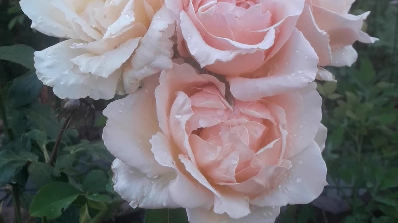 Third generation of roses