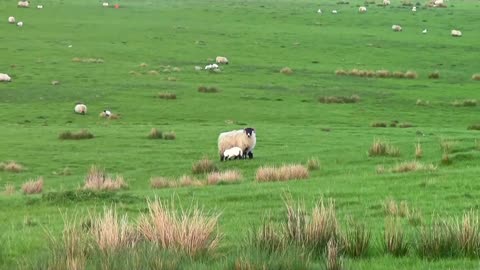 Lambs drinking milk