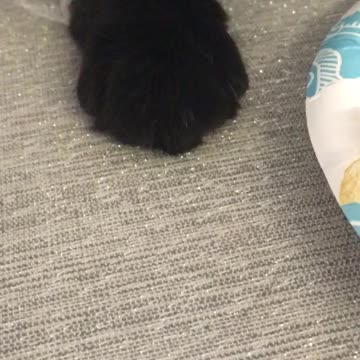 Cat Pops Out From Bubble Wrap To Steal Scrambled Eggs