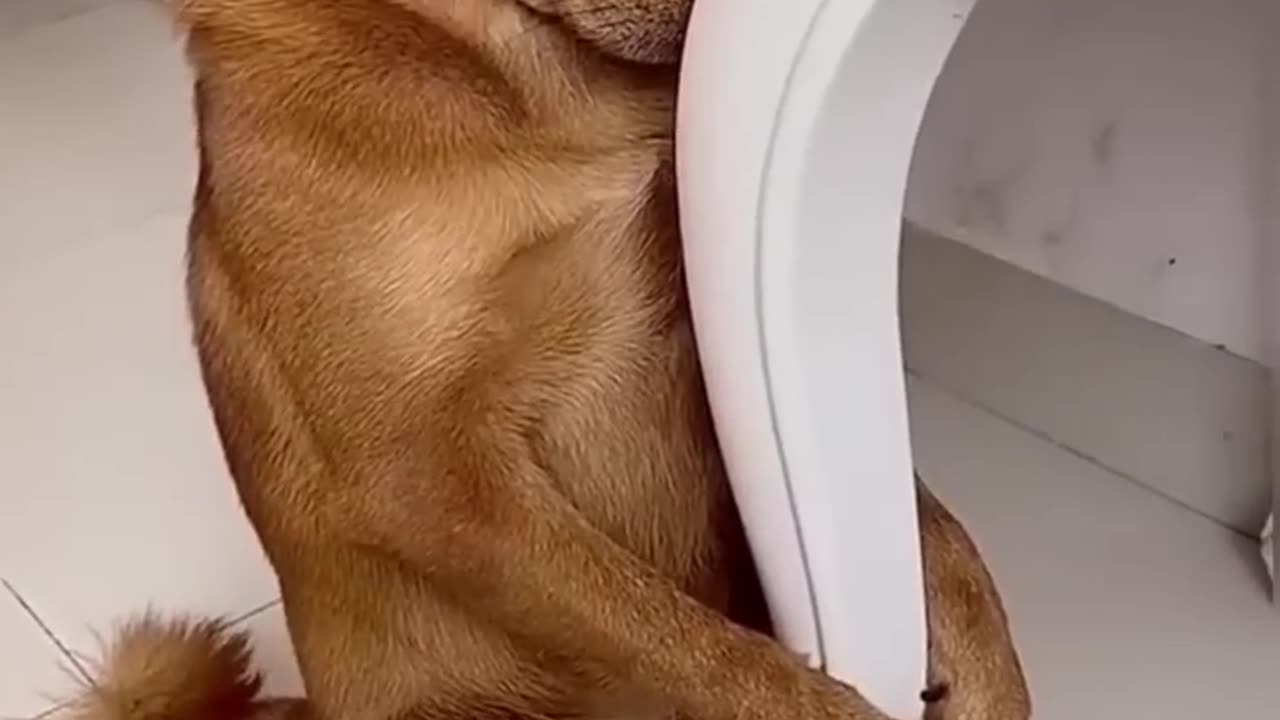 Try not to laugh 🙂🤣🤣😂😂😂😂