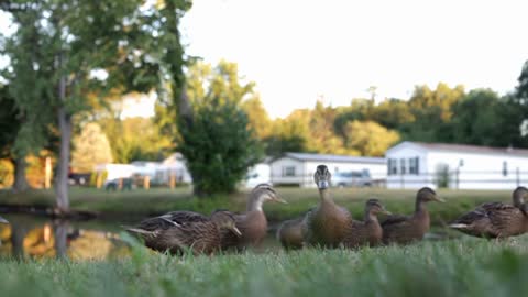 Low view of ducks eating food from grass