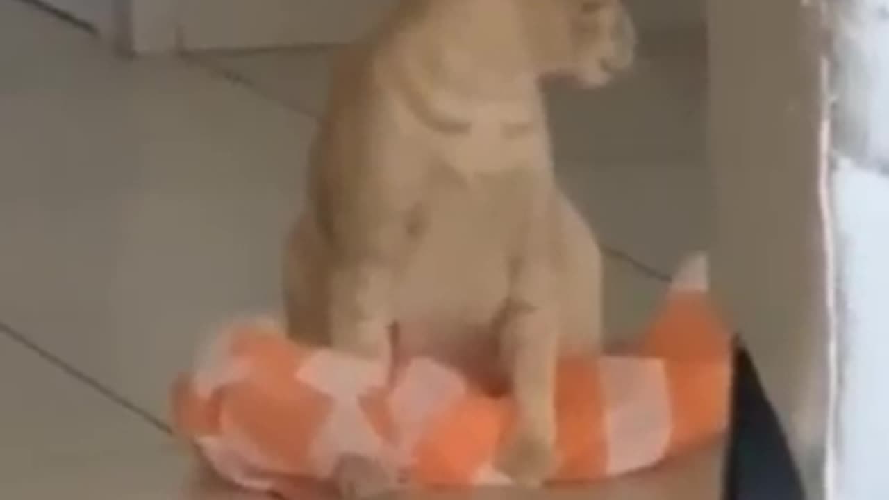 Funny animal videos , that I found for you 🤣😂. Animal funny video. Animal comedy video 😂😂