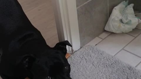 Dog not allowed in bathroom waits patiently for bath toys