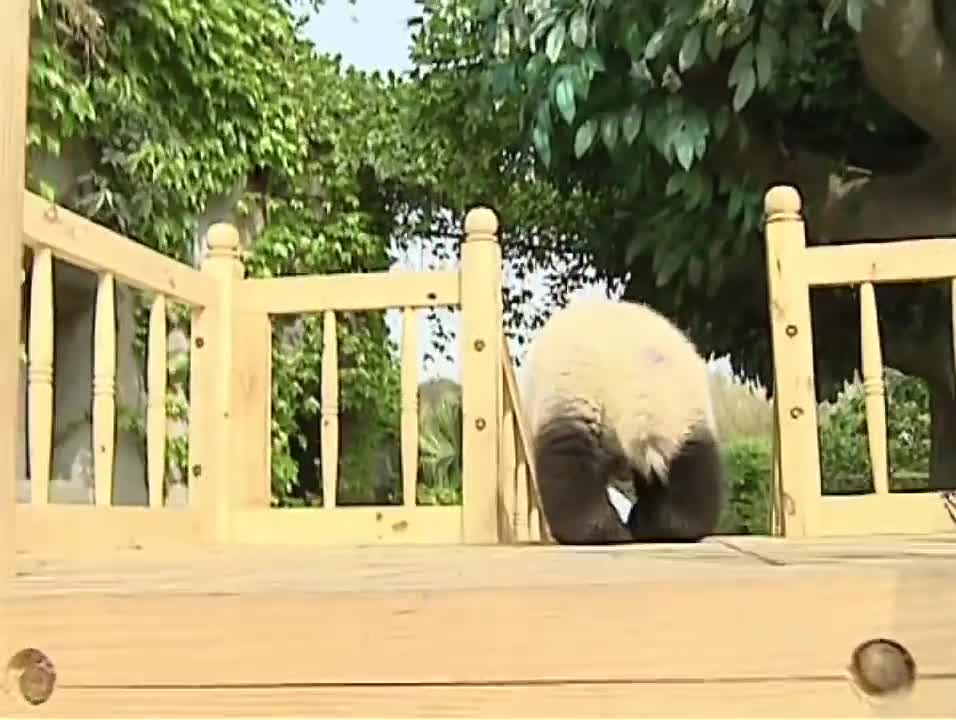 Cute pandas playing on the slide