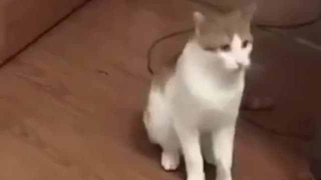 FUNNY ANIMALS VIDEOS TRY NOT TO LAUGH 🤣 | FUNNY CATS | FUNNY DOGS | CUTEST ANIMALS