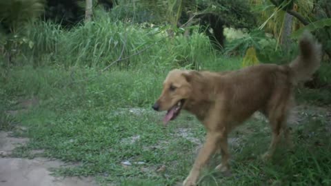 Dogs walking in the jungle_batch