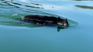 Bear swimming