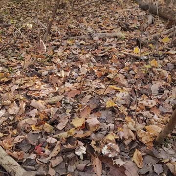 I spy mushroom hunt 🍄 J'espionne la chasse aux champignons super facile