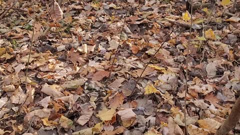 I spy mushroom hunt 🍄 J'espionne la chasse aux champignons super facile