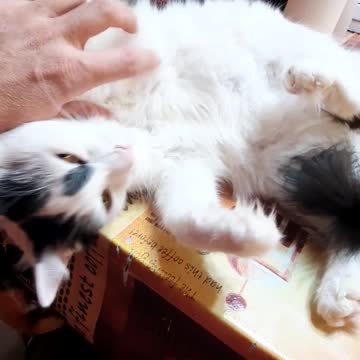 This is education? Tommy wants just cudle