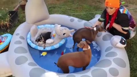 Thorwing My Dogs A Pool Party