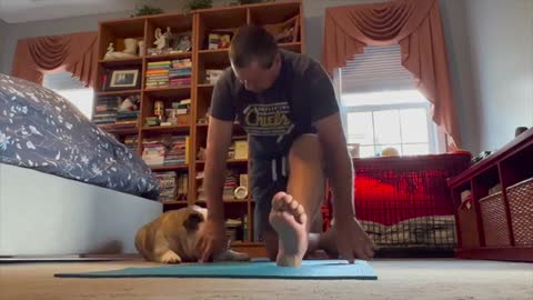 Reuben the Bulldog: No Go Yoga