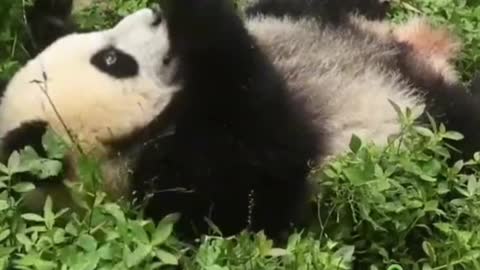 Panda Funny Moment Videos