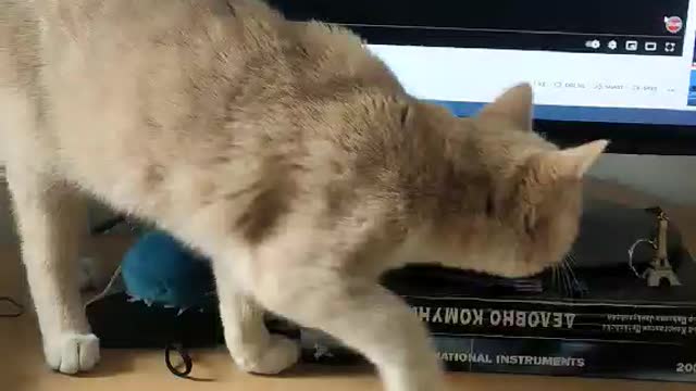 Cat cat cat cat