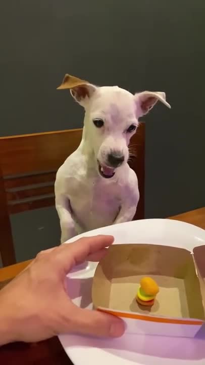 Cute dog gets mad with his little Big Mac lunch 😡