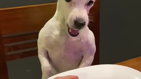 Cute dog gets mad with his little Big Mac lunch 😡