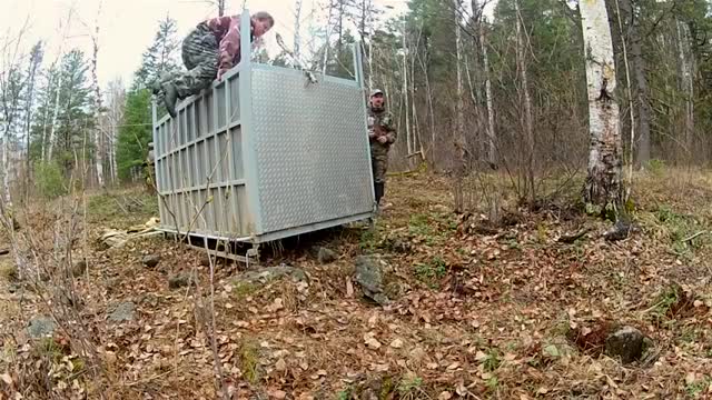 Incredibly Rare Siberian Tiger Release