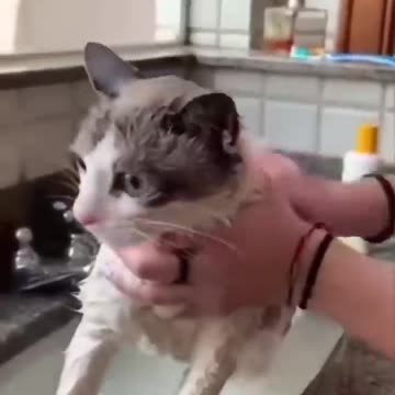 Disgruntled_Cats__Unusual_Beauty_Treatment!_#cat_#cats(720p)