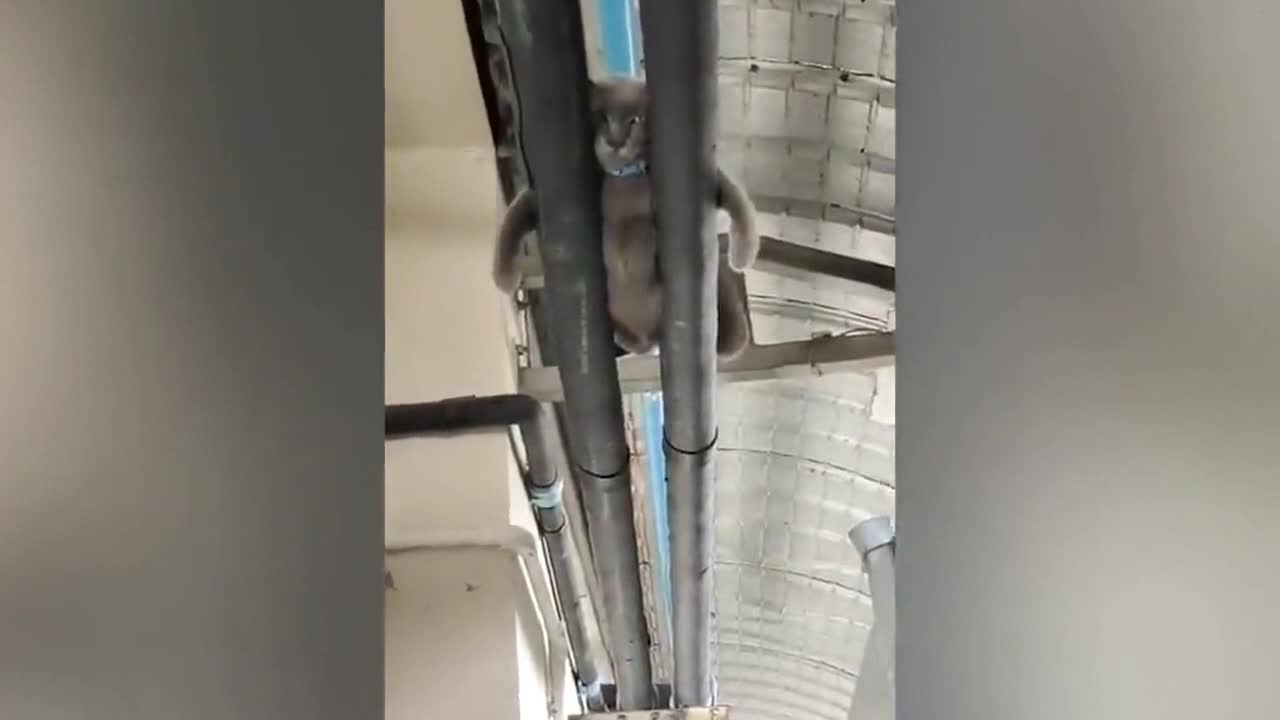 Hilarious moment pet cat with bulging tummy sleeps between two pipes