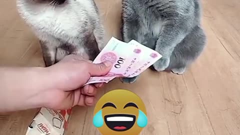 This Cat loves money Gold Digger