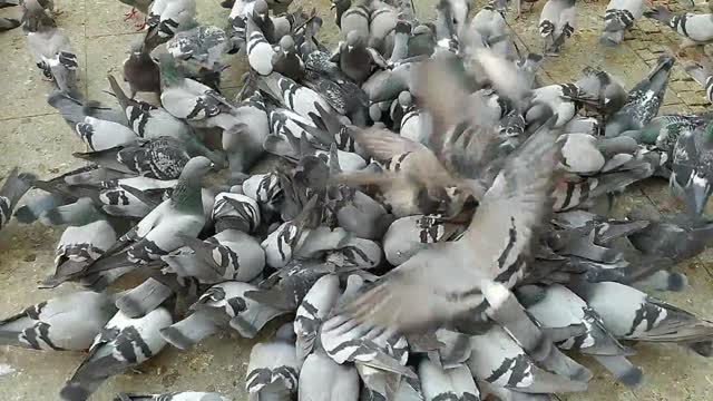 Amazing 😍 Group Of Pigeons Feeding