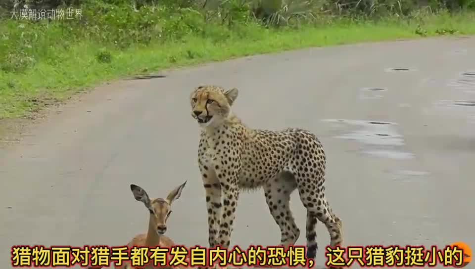 The cheetah catches the antelope on the highway