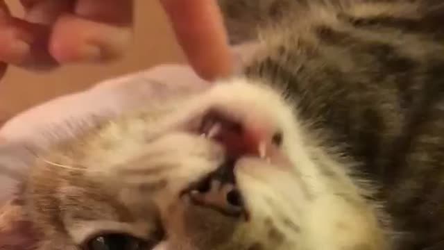 Cute Fosterkitten gets some petting