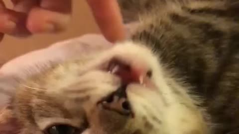 Cute Fosterkitten gets some petting