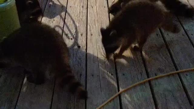 BABY RACCOONS 2020