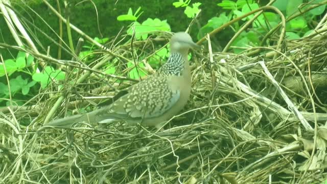 Indian Spotted Dove bird making nest