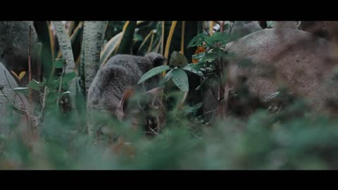 Cinematic animal cat new