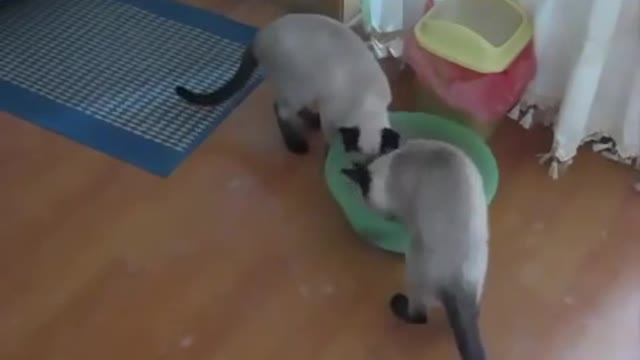 A few steps to teach cats how to use the toilet.
