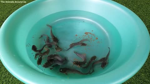 Feeding_Catfish_P2_Fish_Eating_-_SOO_Cute_animals_Videos