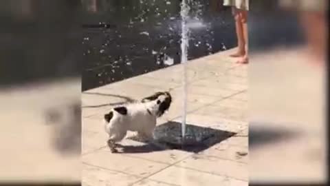 The dog and the water sprinkler