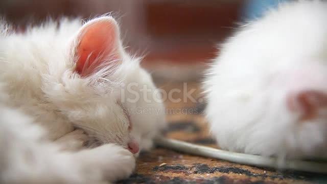Cute cat