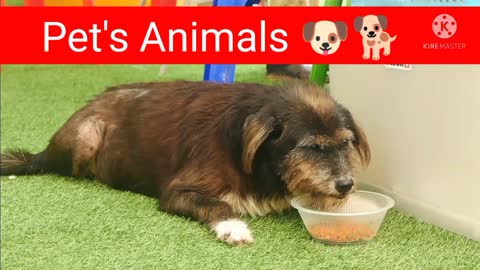 Pet's animals video