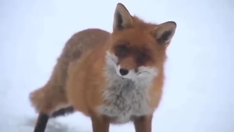 Strugle of animal life