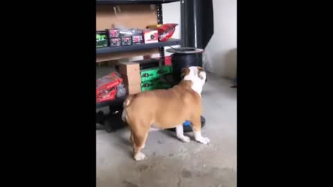 Dog dances to the beat 🐶