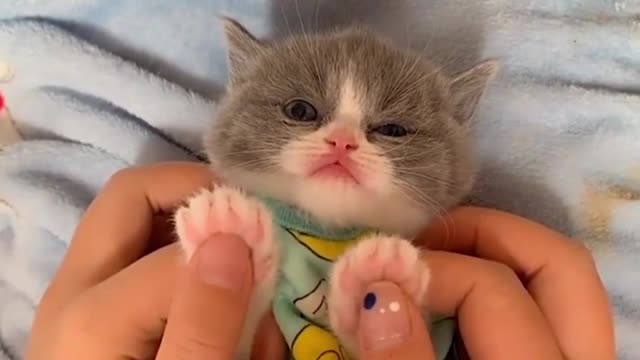 How can this kitten be so cute!